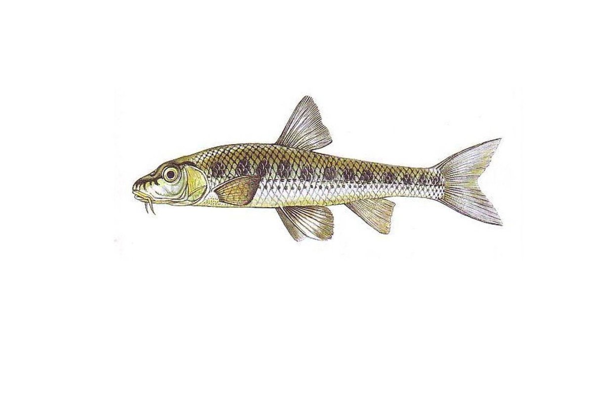 Обыкновенный пескарь gobio gobio