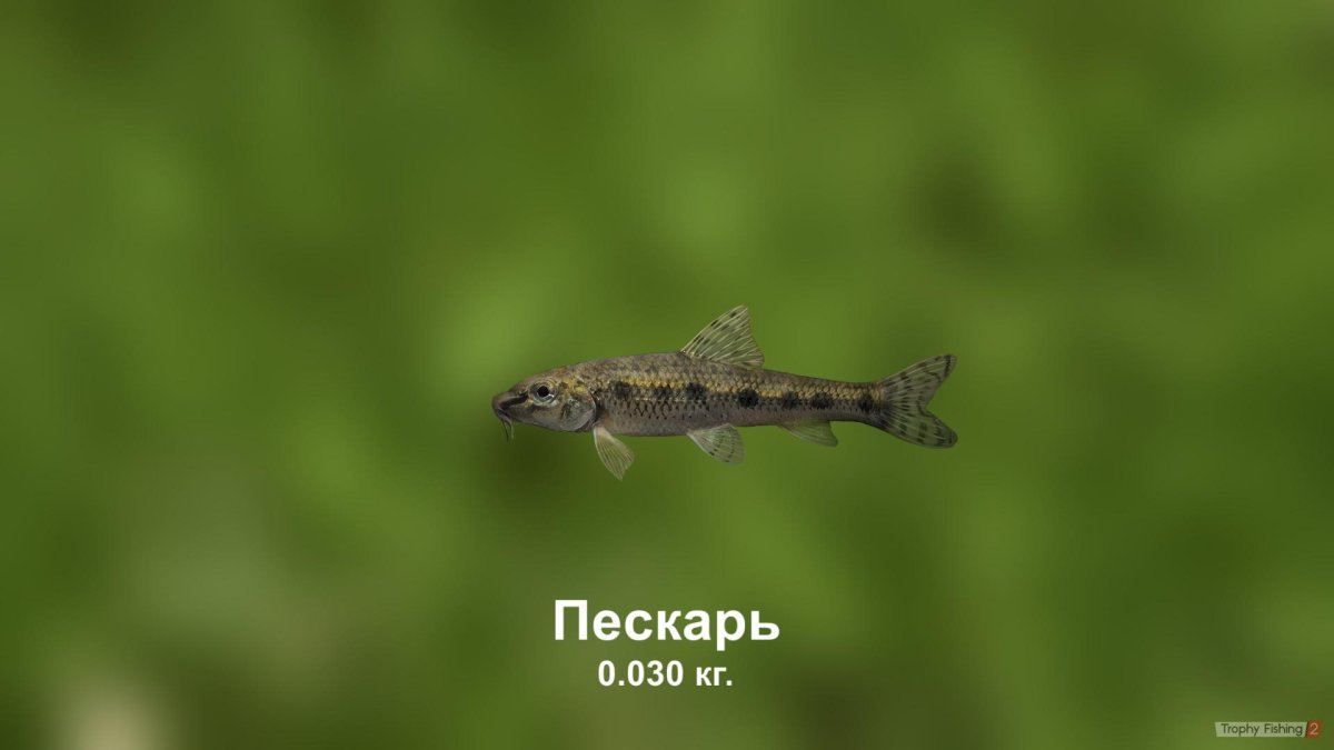 Рыба пескарь для детей