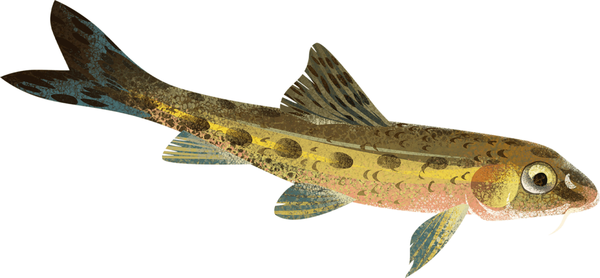 Русская рыбалка 4 трофейный пескарь