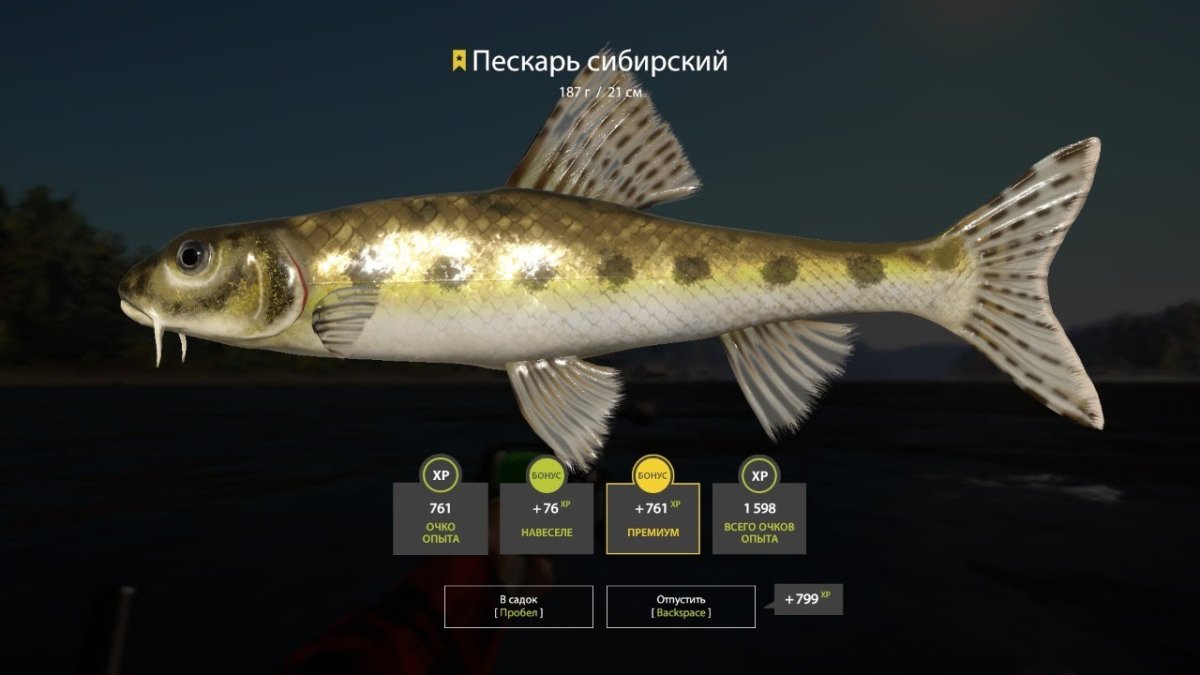 Пескарь gobio gobio