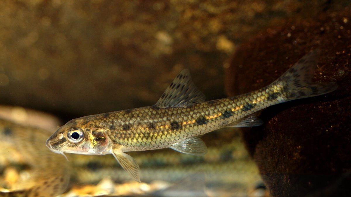 Пескарь Иванович из Лунтика