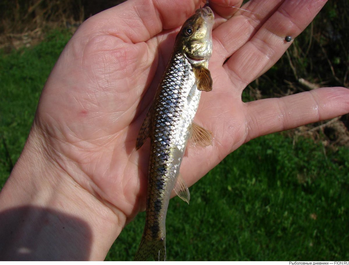 Пескарь Енисейский