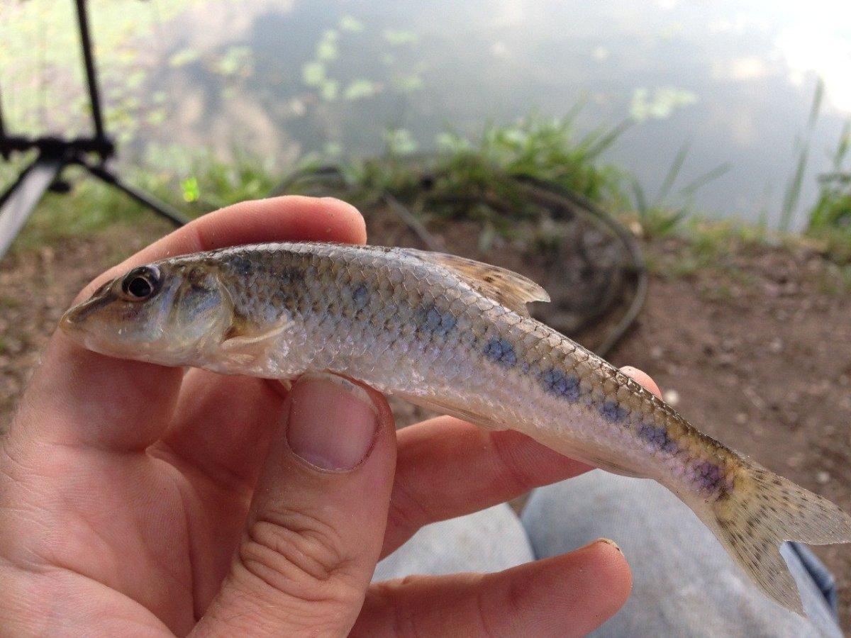 Пескарь рыба