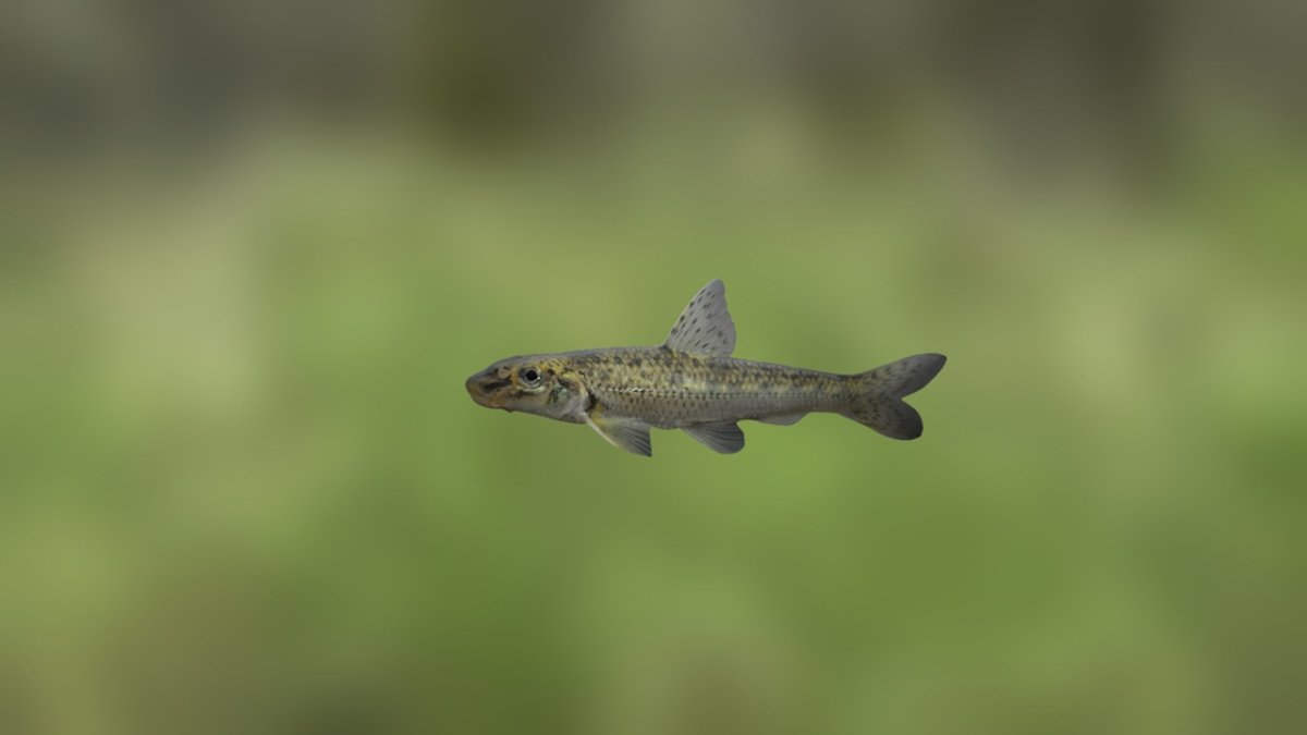 Обыкновенный пескарь