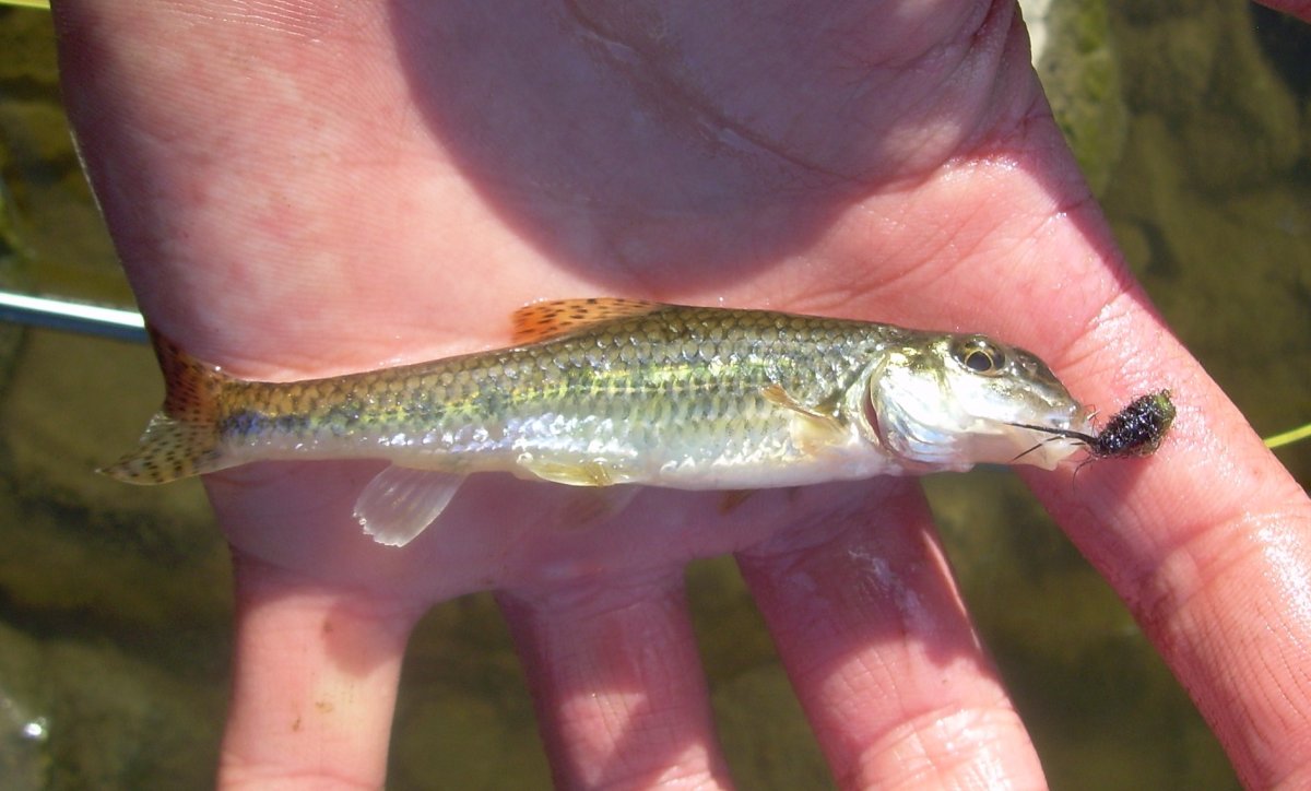 Малек пескаря