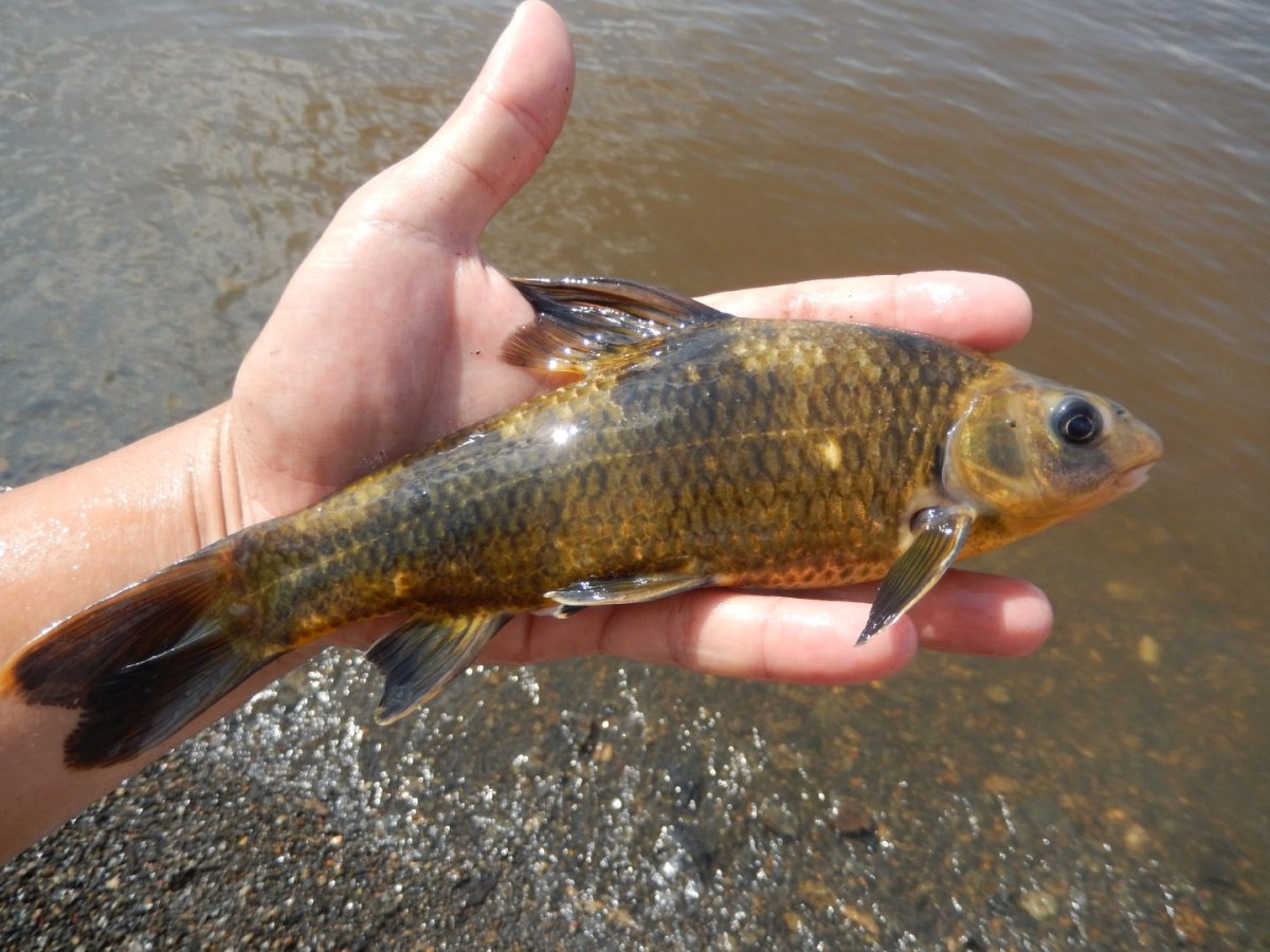 Пескарь рыба