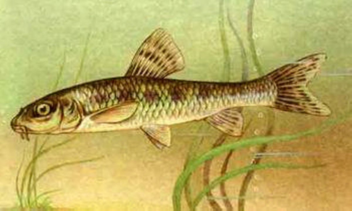 Пескарь Иваныч из Лунтика