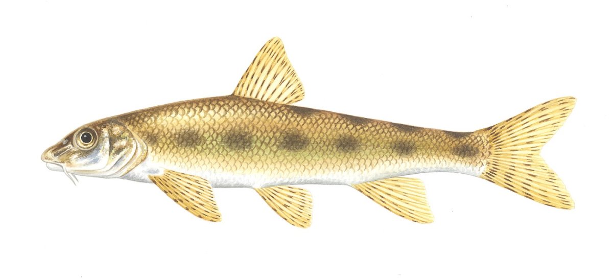 Рыбка пескарь