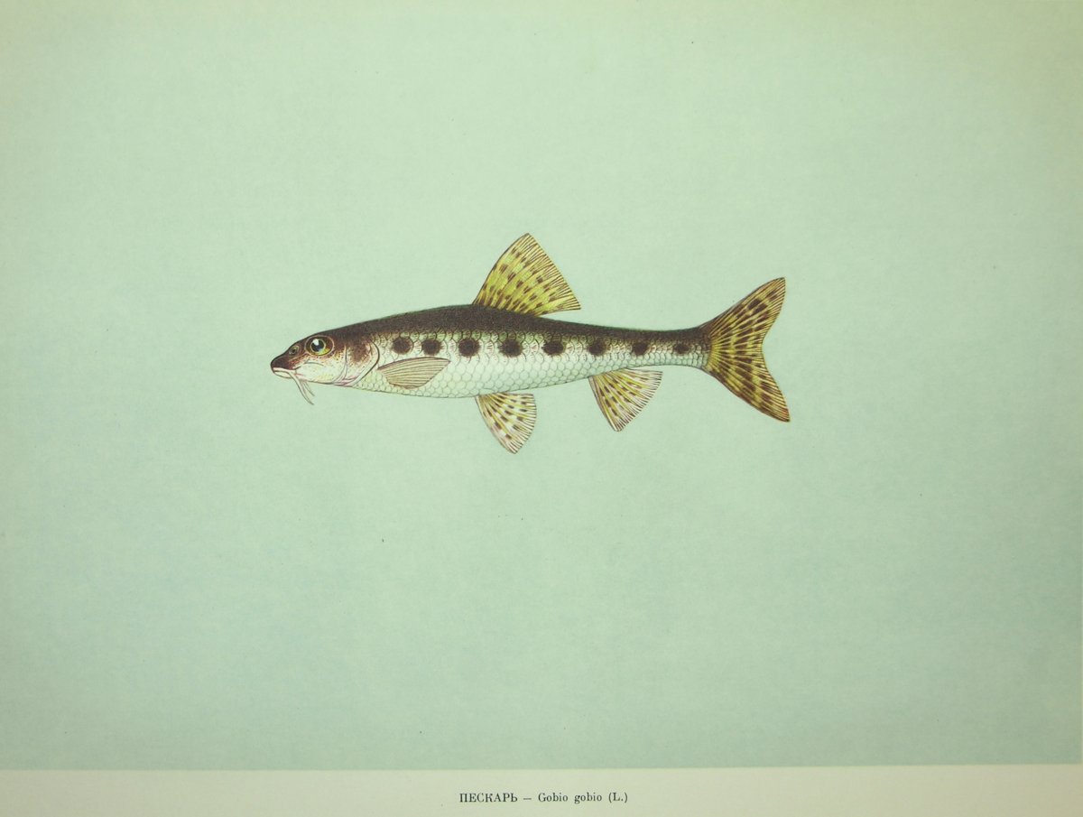 Пескарь на белом фоне