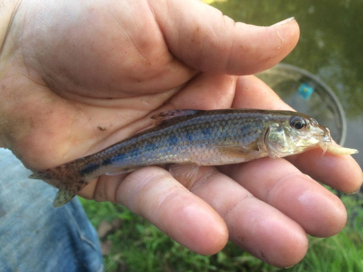 Малек пескаря