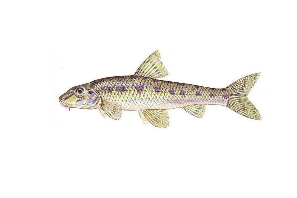 Рыба пескарь для детей