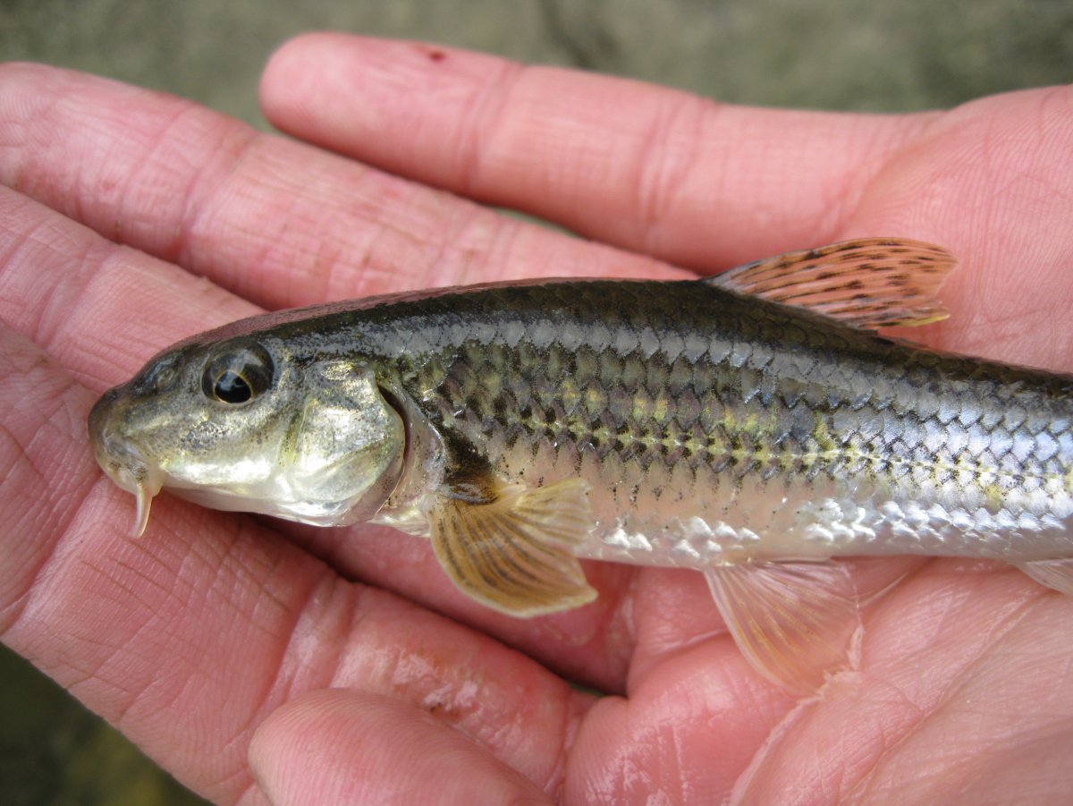 Бубырь рыба