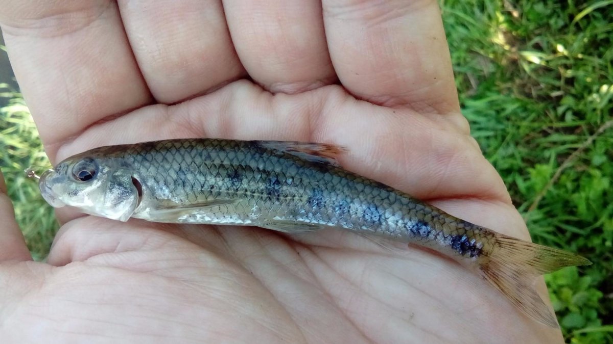 Пескарь рыба