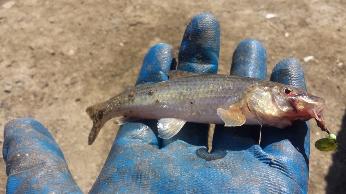 Пескарь Иванович раскраска