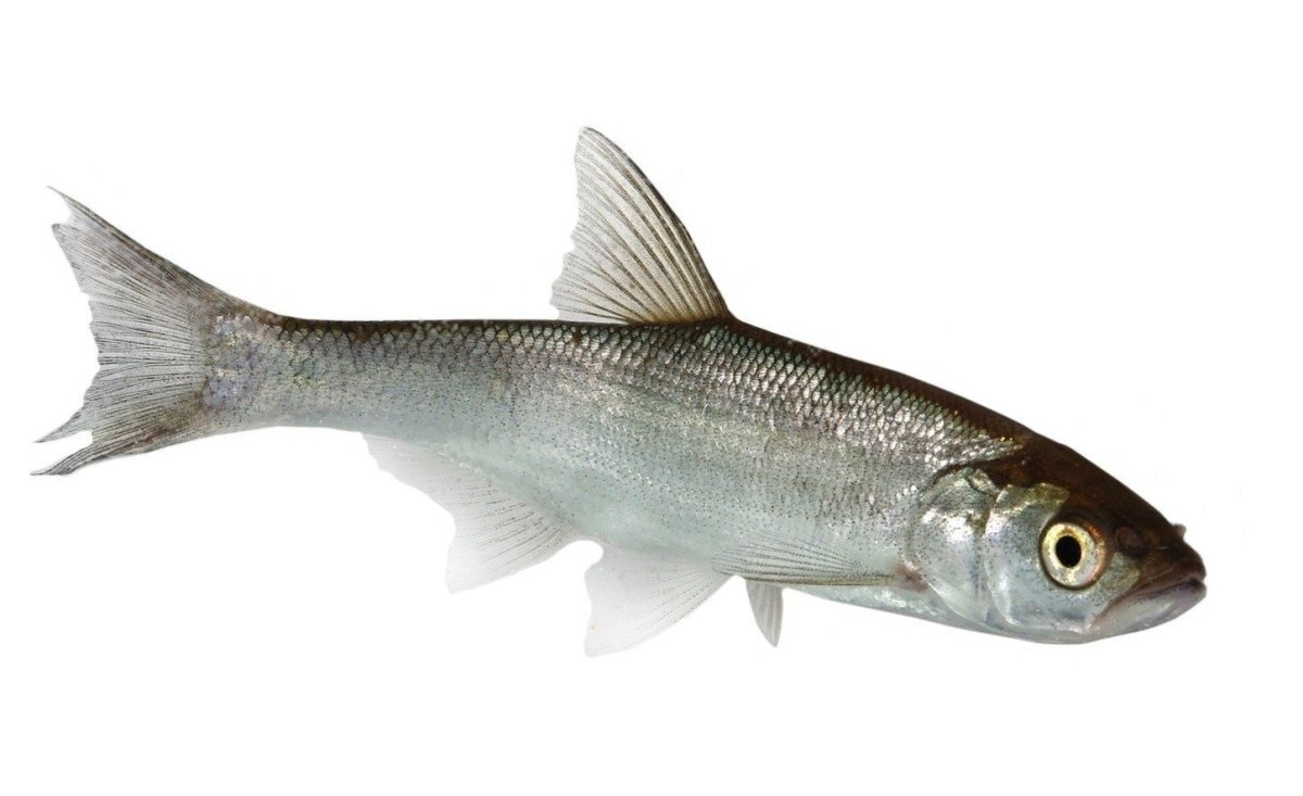 Самый маленький пескарь