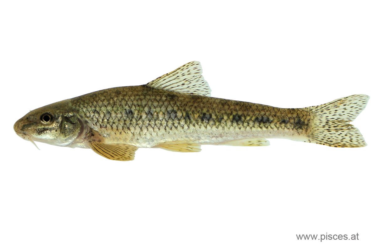 Обыкновенный пескарь gobio gobio