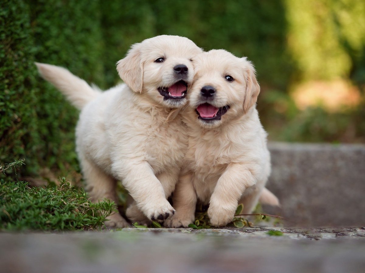 Лабрадор ретривер золотистый щенки