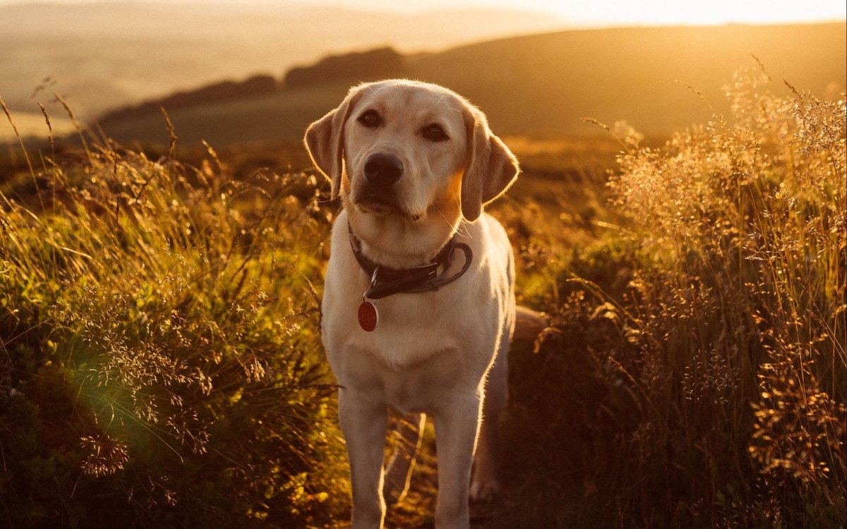Лабрадор ретривер Эстетика