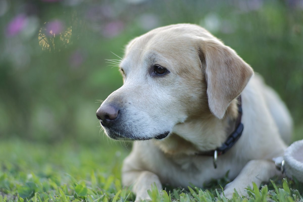 Лабрадор ретривер