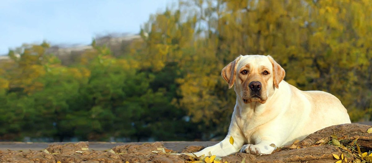 Лабрадор ретривер щенок