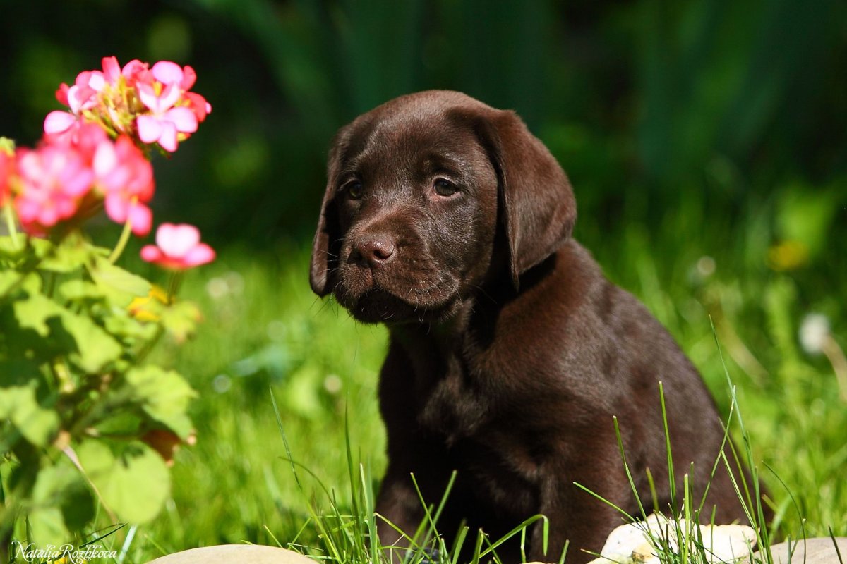 Лабрадор ретривер породы собак