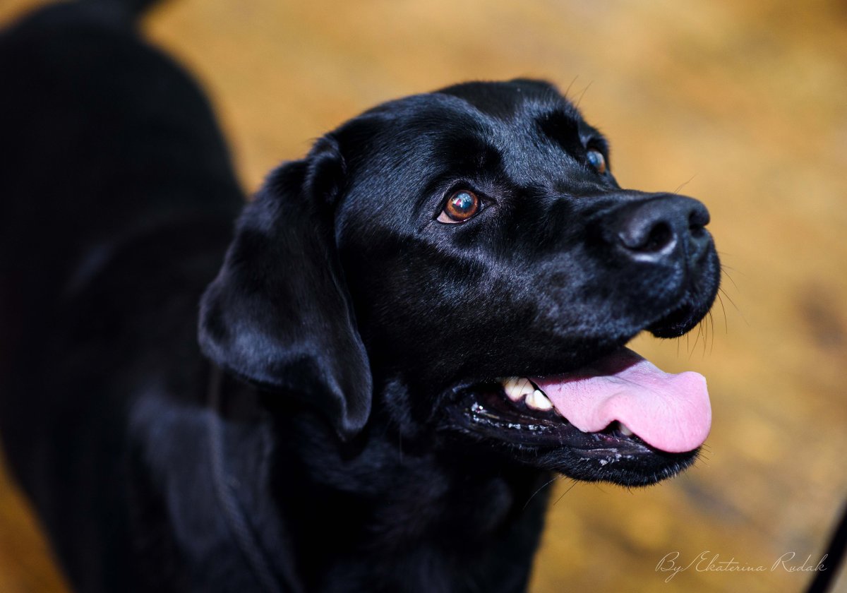 Лабрадор черный