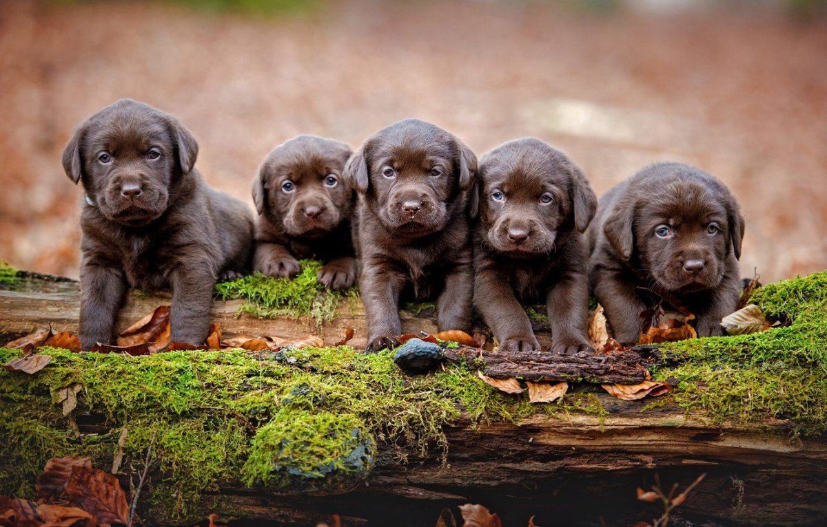 Лабрадор ретривер щенок
