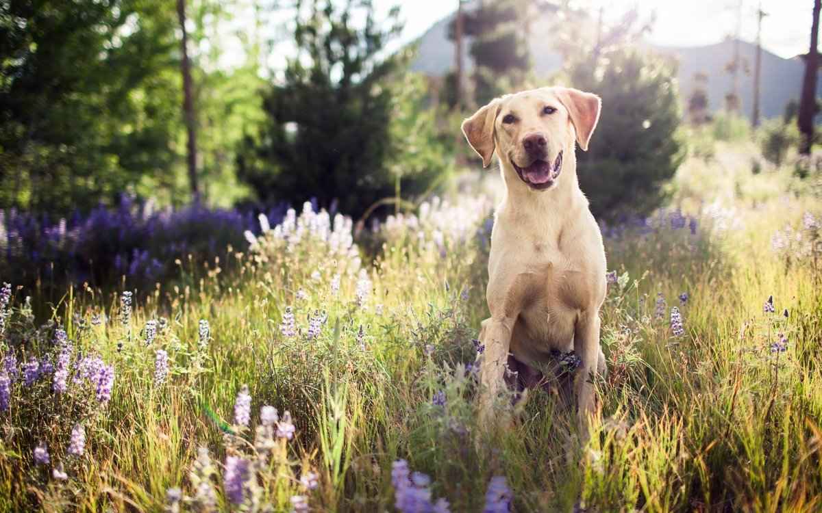 Лабрадор ретривер желтый