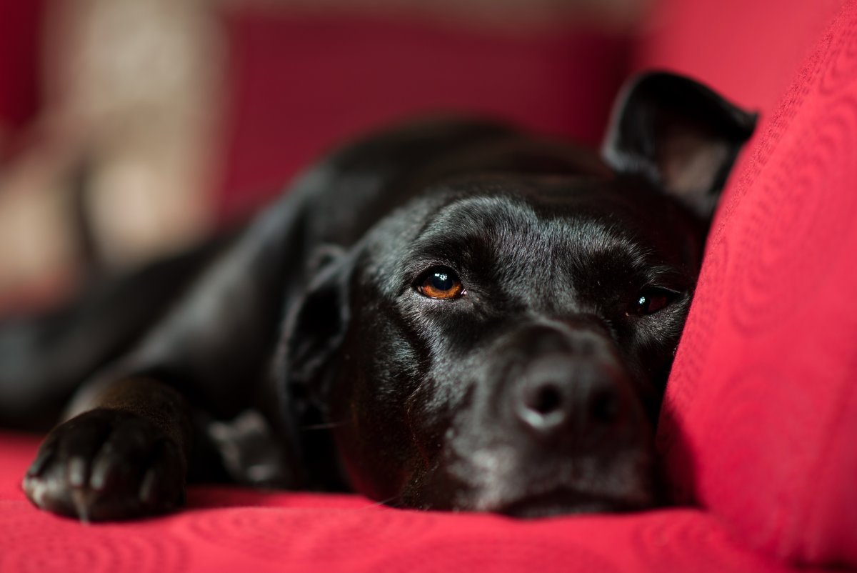 Лабрадор щенок осенью