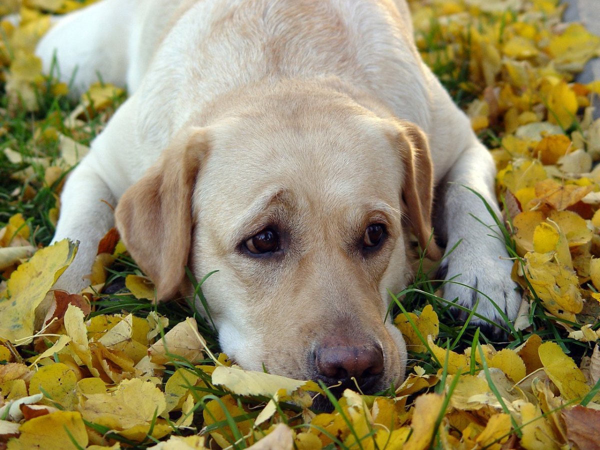 Мраморный лабрадор