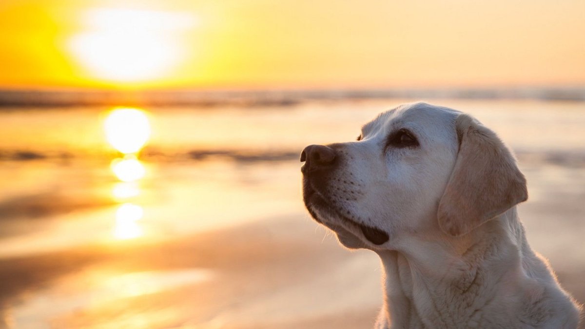 Лабрадор ретривер породы собак