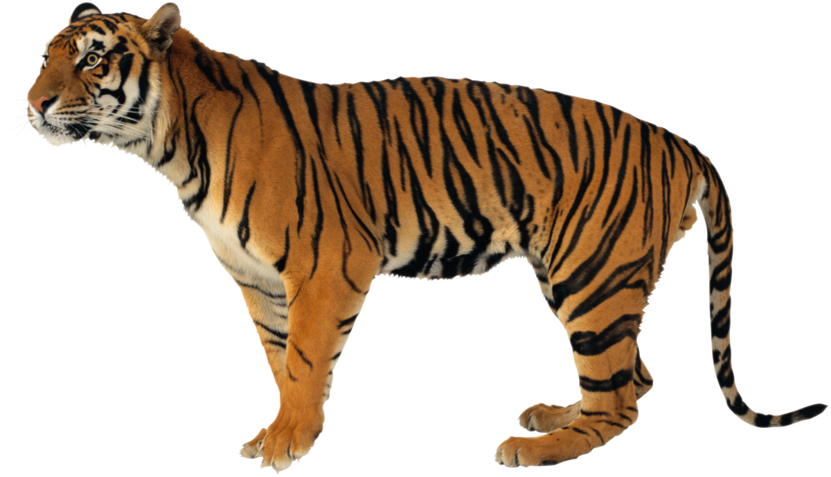 Животные на белом фоне