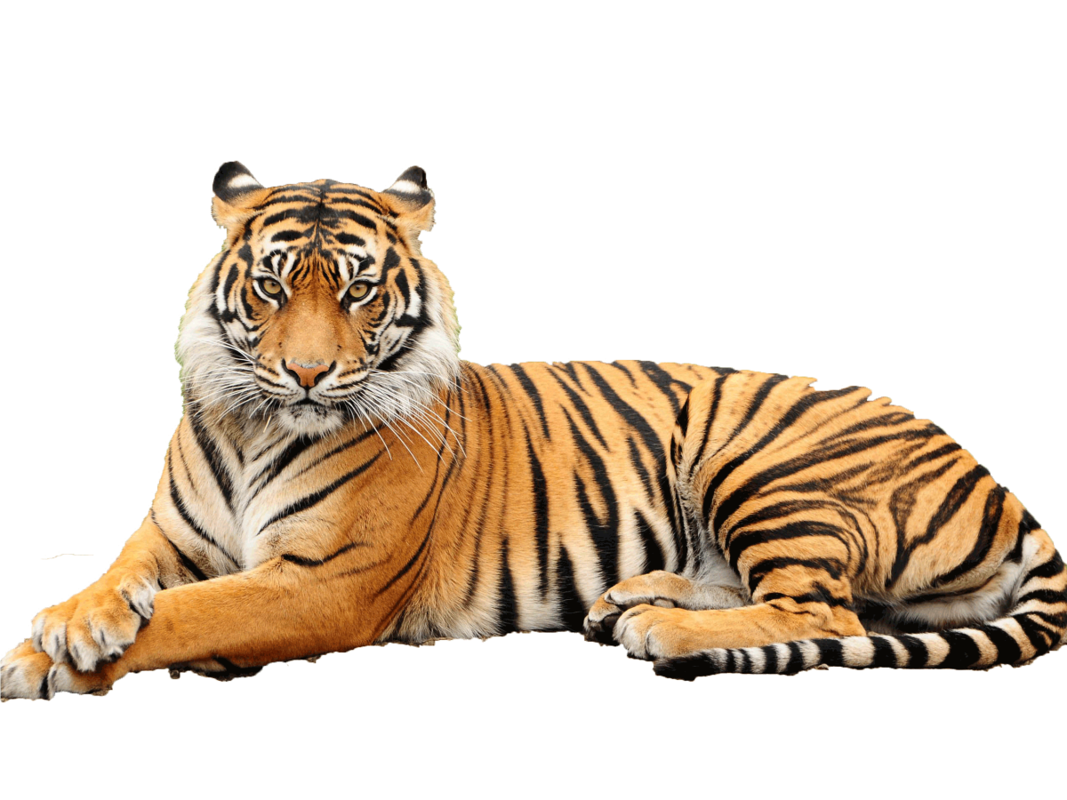 Тигр на белом фоне