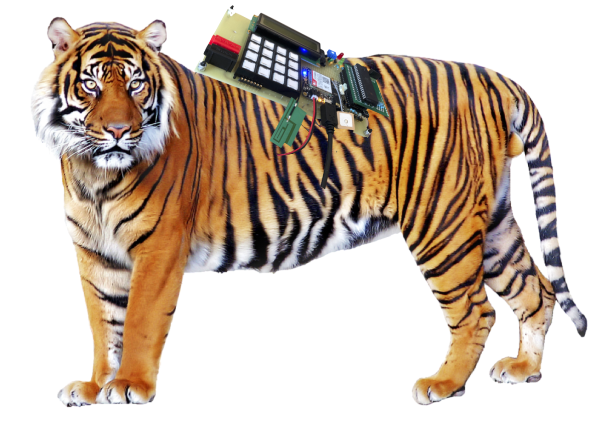 Тигр на белом фоне