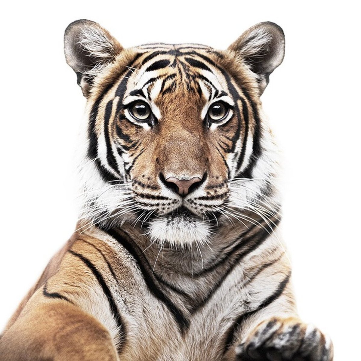 Красивый тигр