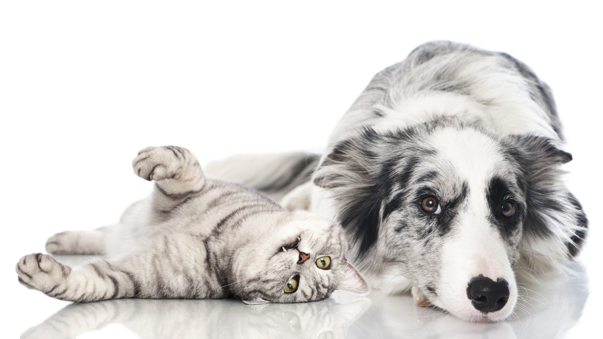 Аусси австралийская овчарка