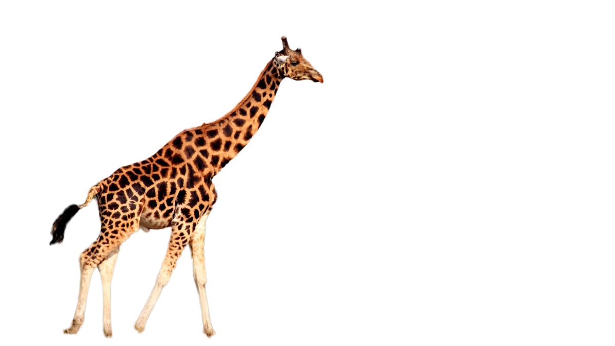 Жираф на белом фоне