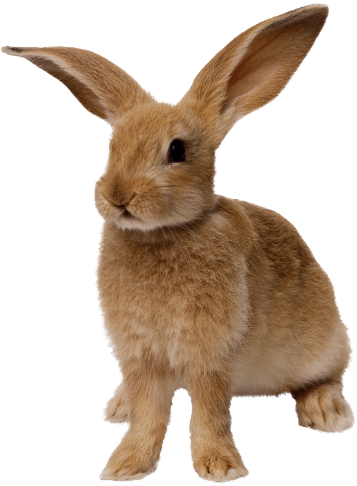 Животные на белом фоне