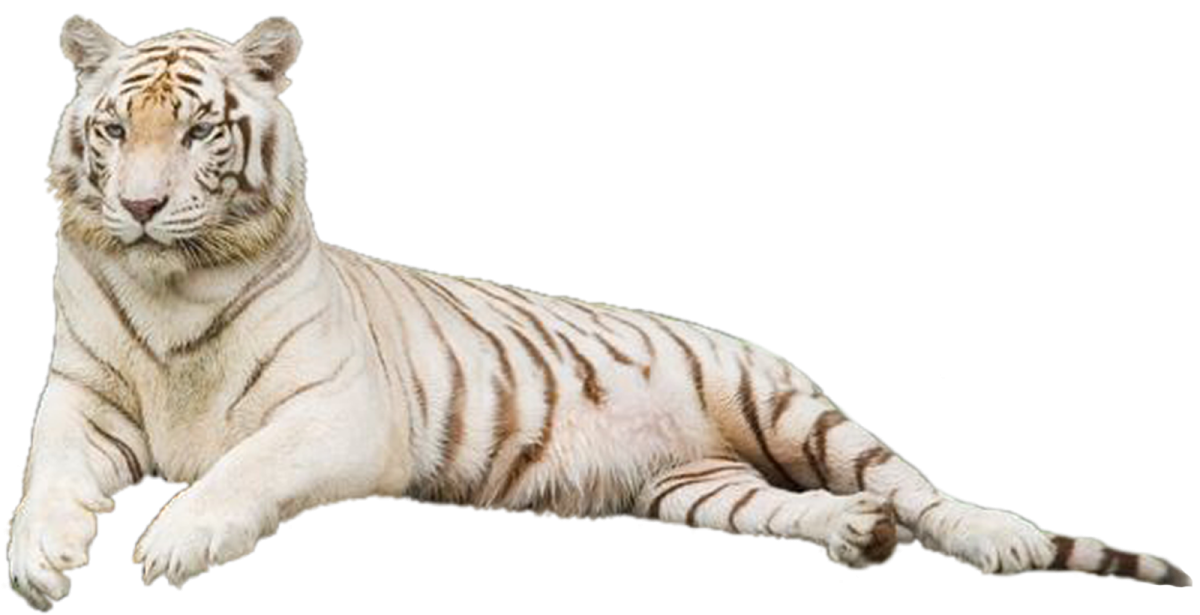 Тигр на белом фоне