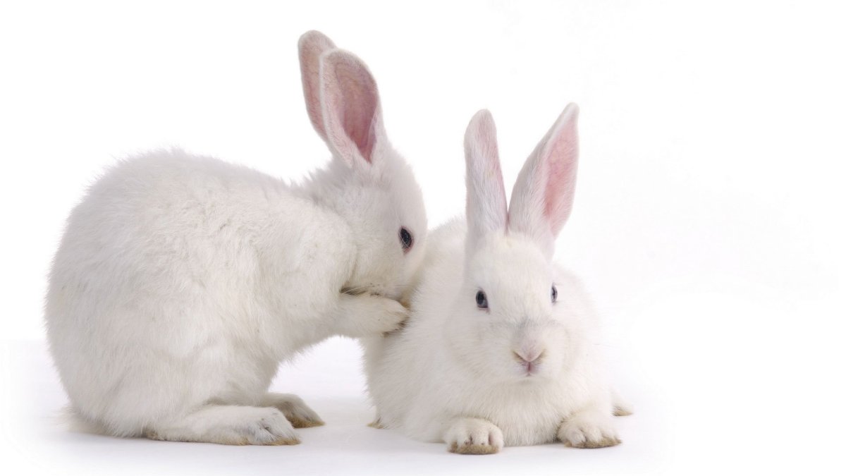 Заяц на белом фоне