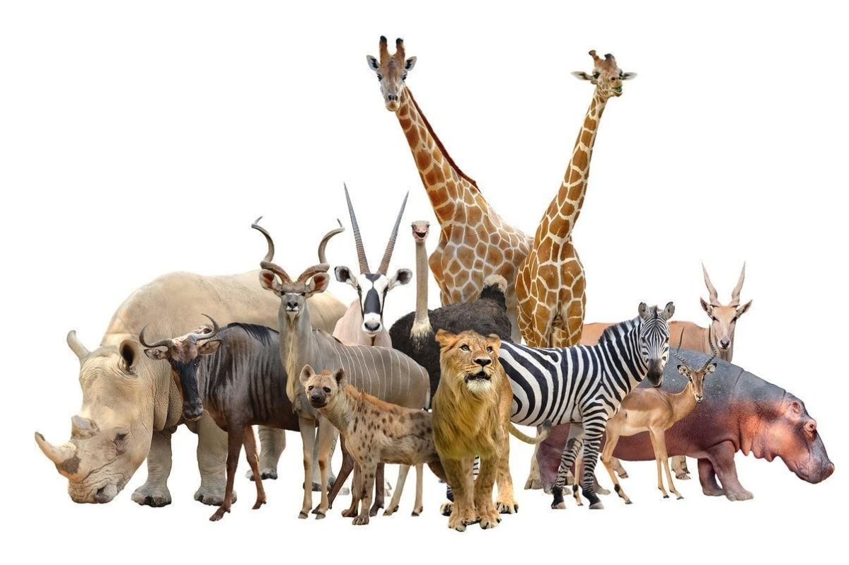 Несколько животных на белом фоне