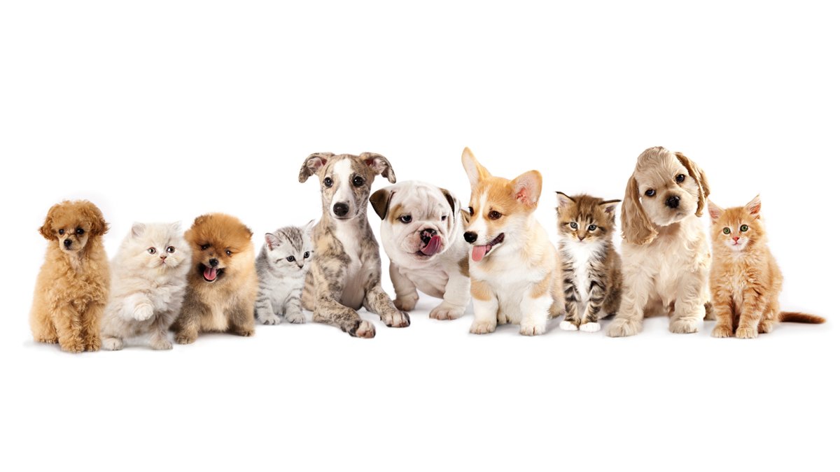 Вельш корги пемброк