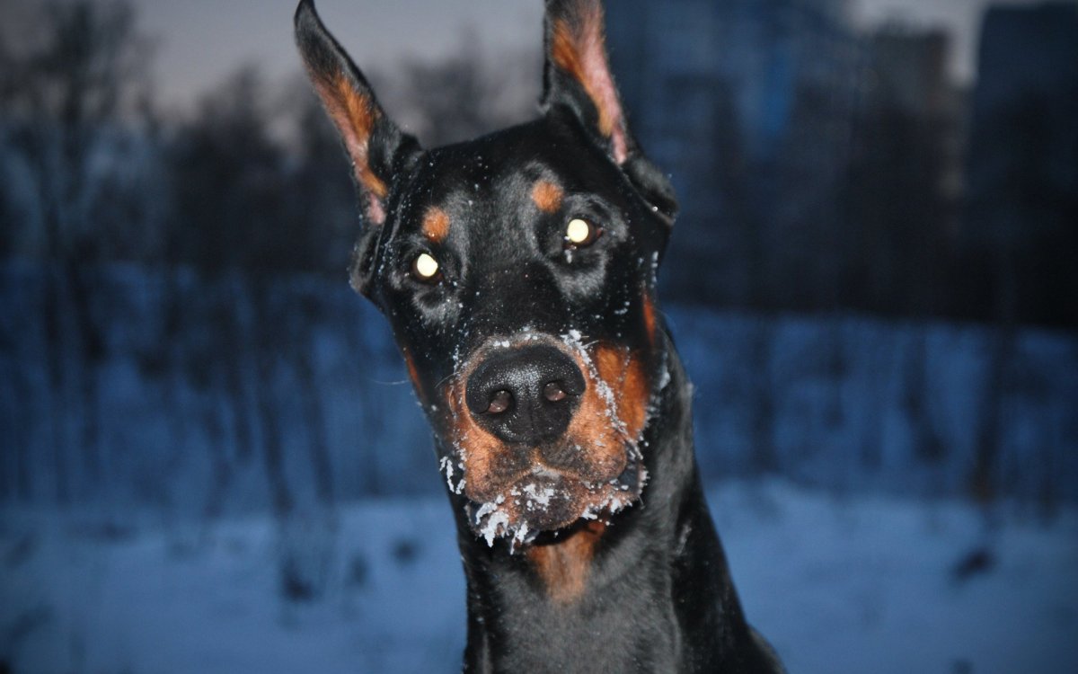 Доберман владыка рашины