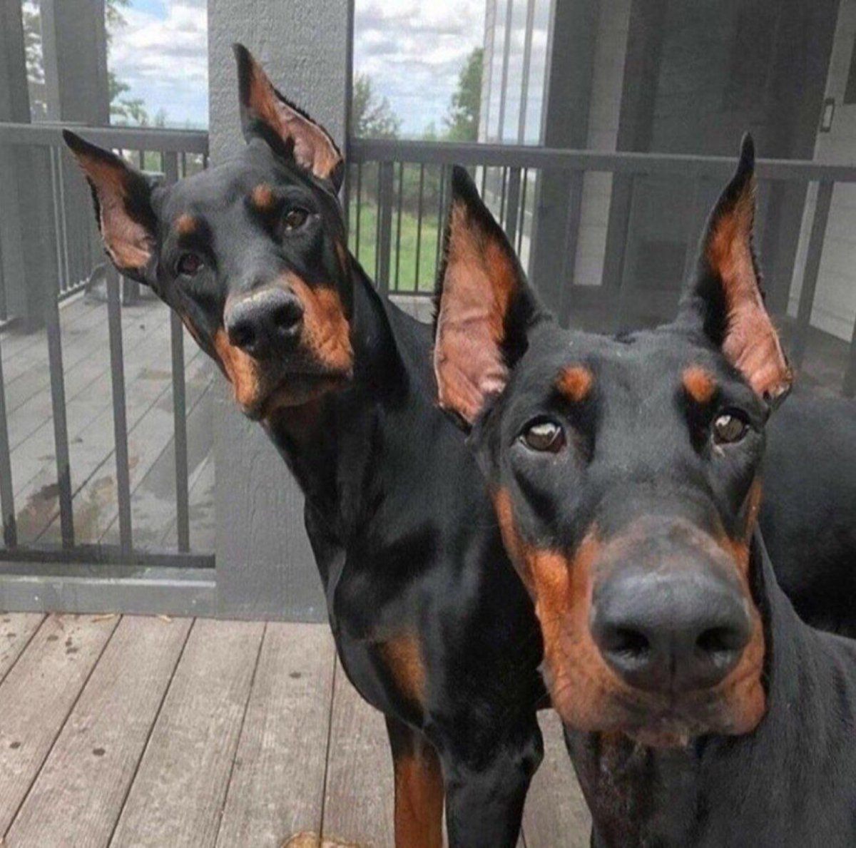 Старотипный Доберман