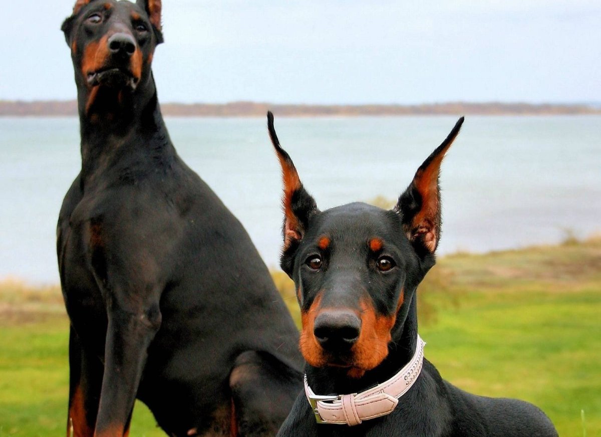 Доберман меланист