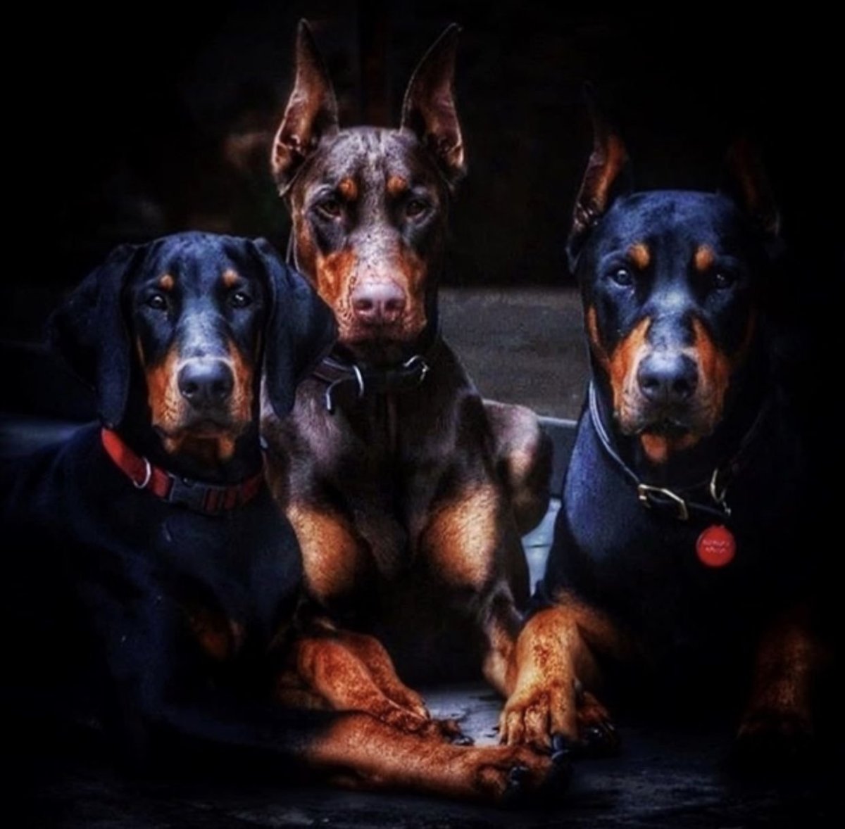 Чистокровный Доберман