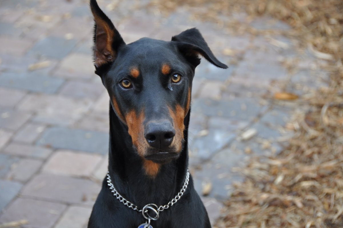 Доберман владыка рашины