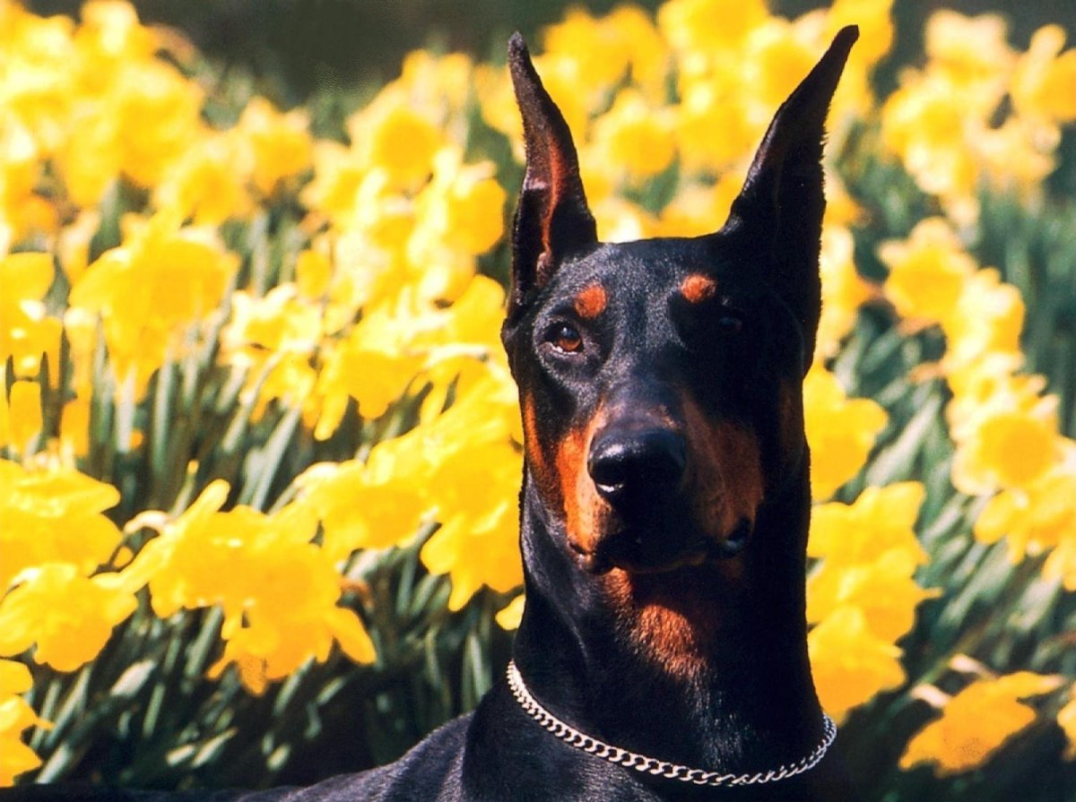 Доберман-пинчер Эстетика