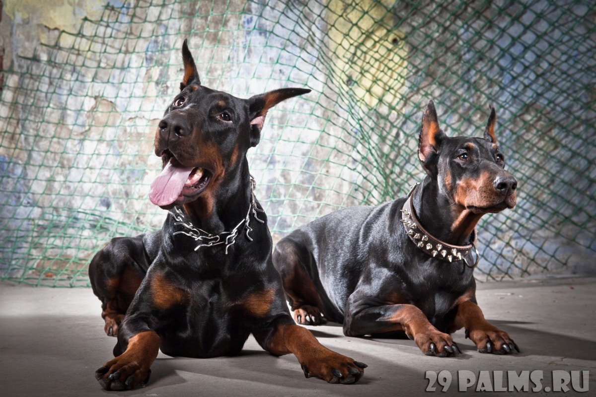 Королевский Доберман