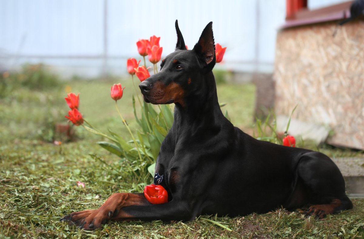 Доберман крупный